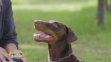 Il dobermann