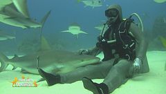 Conosciamo lo squalo