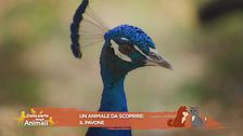 Un animale da scoprire: il pavone