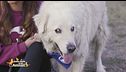 Tommy, l'adozione del cuore