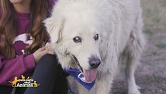 Tommy, l'adozione del cuore