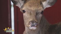 La storia di Battista