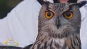Potter, un meraviglioso gufo reale