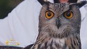 Potter, un meraviglioso gufo reale