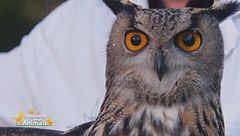 Potter, un meraviglioso gufo reale