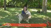 Volontari per amore