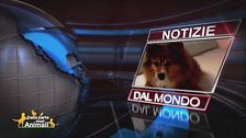 Notizie dal mondo