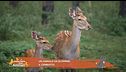 Un animale da scoprire: il cerbiatto