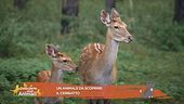 Un animale da scoprire: il cerbiatto