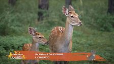 Un animale da scoprire: il cerbiatto