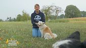 Impariamo divertendoci: come gestire l'inserimento in casa di un cane preso in canile