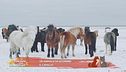 Un animale da scoprire: il cavallo