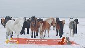 Un animale da scoprire: il cavallo