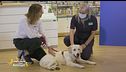 Consigli da pet lover a pet lover