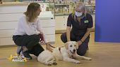 Consigli da pet lover a pet lover