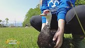Yole, una tenera anatra