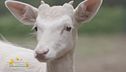 La nuova vita del daino albino