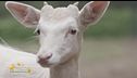 La nuova vita del daino albino