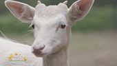 La nuova vita del daino albino