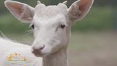 La nuova vita del daino albino