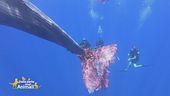 Il biologo marino