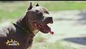 Great, una cagnolona speciale