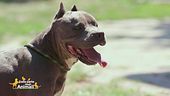 Great, una cagnolona speciale
