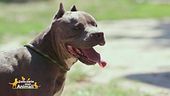 Great, una cagnolona speciale