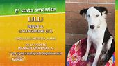 I vostri appelli