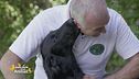 Il flat coated retriever