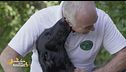 Il flat coated retriever