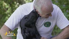 Il flat coated retriever