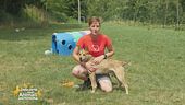Walter, giovane cagnolino in cerca di casa