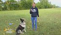 Cosa è il doggy zen? Come insegnare al cane l'autocontrollo