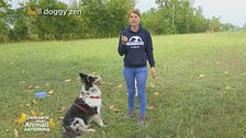 Cosa è il doggy zen? Come insegnare al cane l'autocontrollo