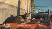 La quinta edizione del Pet Carpet Film Festival