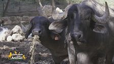 Taddeo e Argo, due bufali in cerca di una famiglia adatta a loro