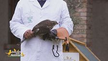 Il dr. Schneider ci parla del salvataggio di un astore avvelenato