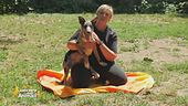 Syd, cucciolone di 4 mesi in cerca di casa