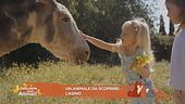 Un nuovo animale da scoprire insieme a Lucky cartoon: l'asino