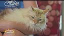 Oleg, un bellissimo gatto a pelo lungo in cerca di famiglia