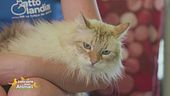 Oleg, un bellissimo gatto a pelo lungo in cerca di famiglia