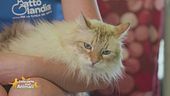 Oleg, un bellissimo gatto a pelo lungo in cerca di famiglia