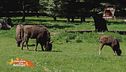 Le notizie dal mondo della natura e degli animali