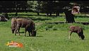 Le notizie dal mondo della natura e degli animali