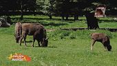 Le notizie dal mondo della natura e degli animali