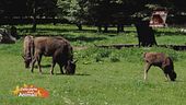 Le notizie dal mondo della natura e degli animali