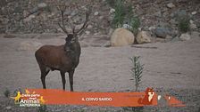 Il cervo sardo