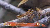 Un animale da scoprire: la formica