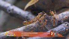 Un animale da scoprire: la formica